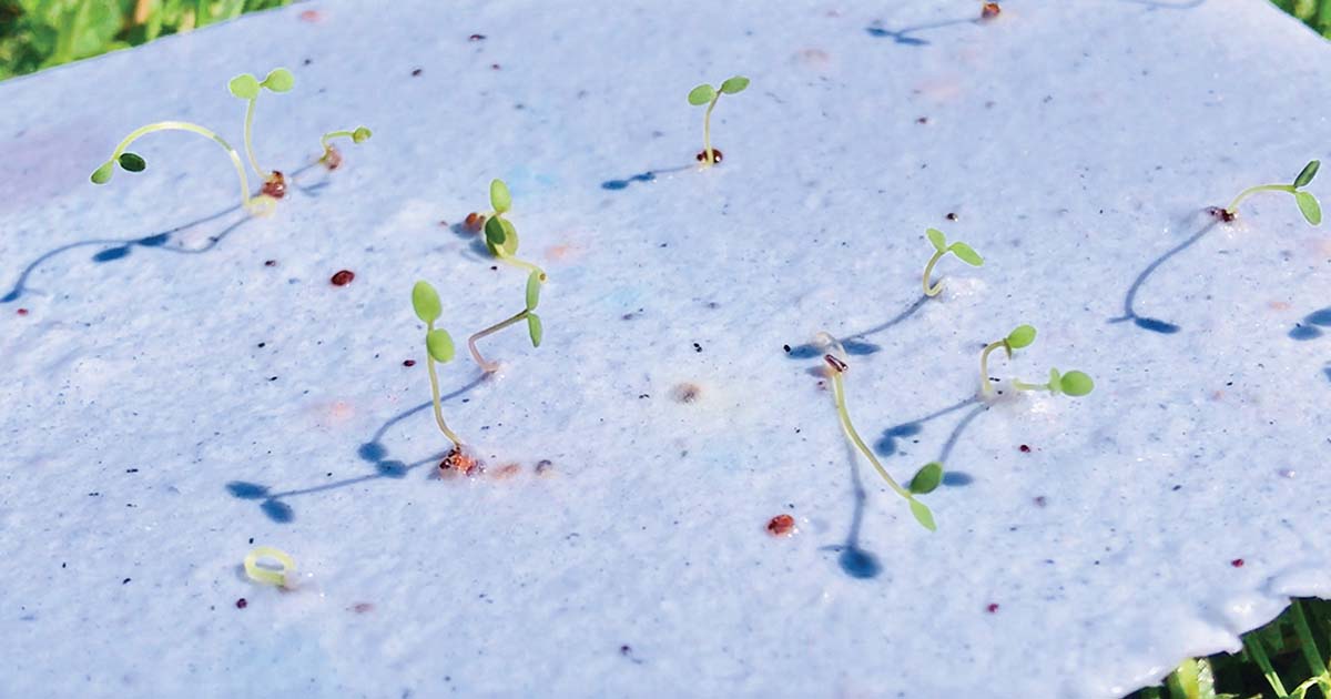 Grow a Wish.